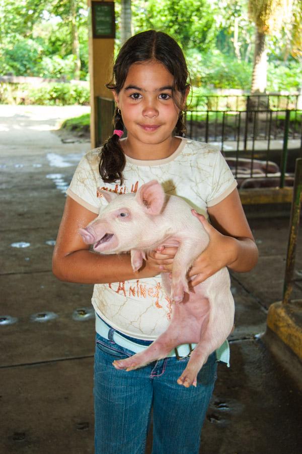 Niña Cargando un Cerdo en Panaca, Quimbaya, QuInd...