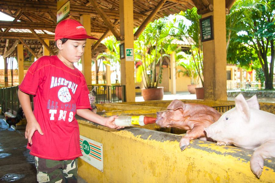 Niño Alimentando Cerdo en Panaca, QuIndio, Quimba...