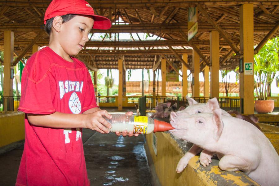 Niño Alimentando Cerdo en Panaca, QuIndio, Quimba...