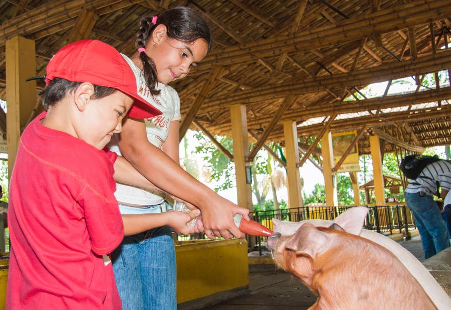 Niños Alimentando Cerdo en Panaca, QuIndio, Quimb...