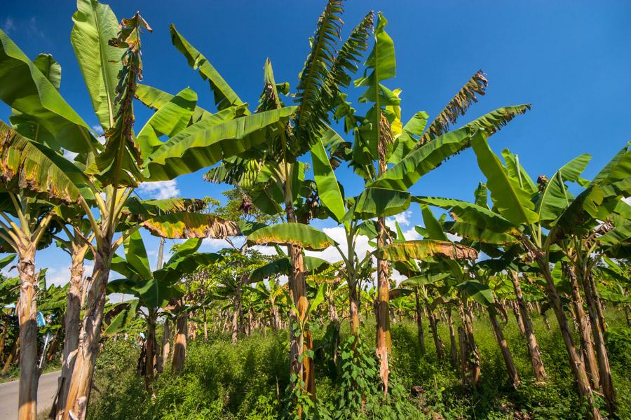 Plantas de Platano en Quimbaya, QuIndio, Colombia