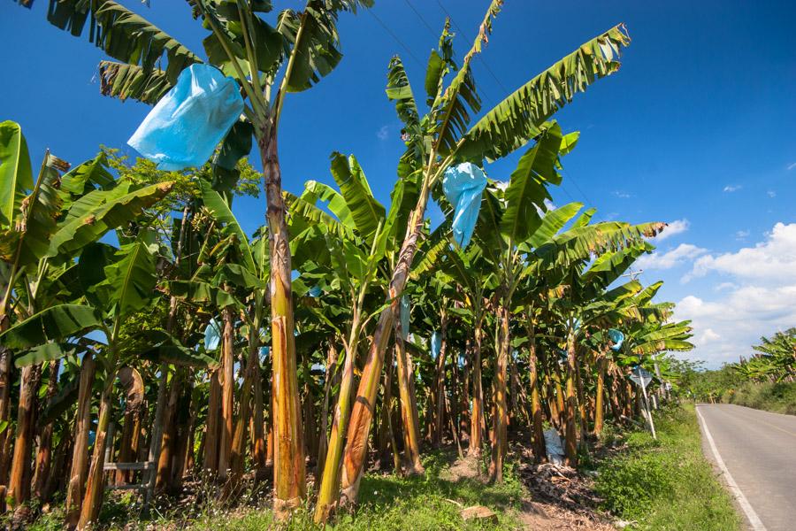 Plantas de Platano en Quimbaya, QuIndio, Colombia