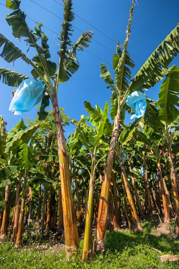 Plantas de Platano en Quimbaya, QuIndio, Colombia