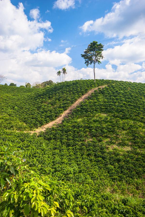 Paisaje en Zona Cafetera, Quimbaya, QuIndio, Colom...