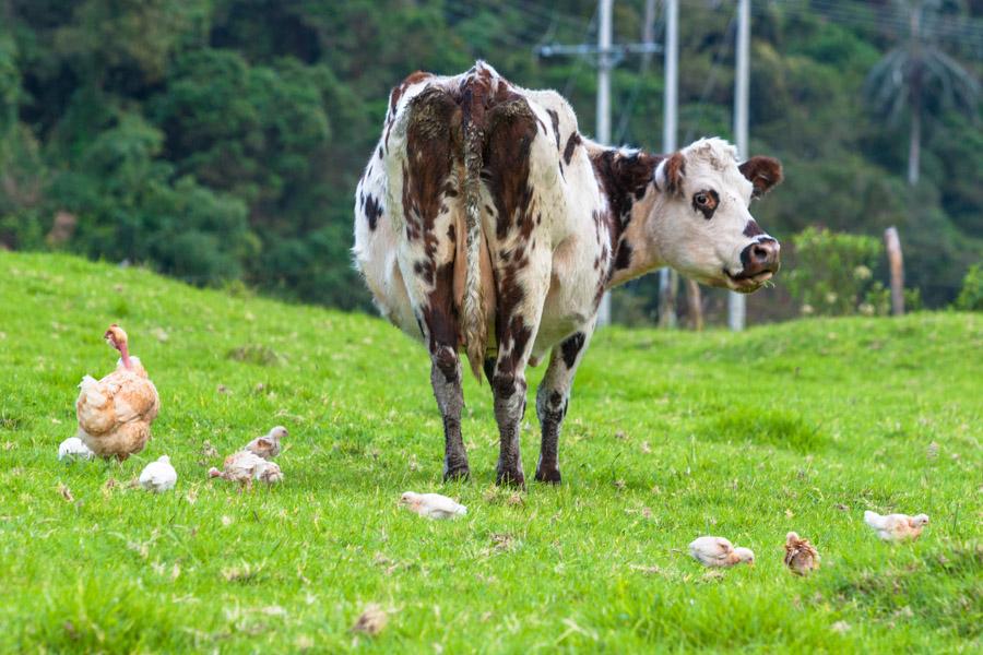 Vaca con Gallina en la Grama