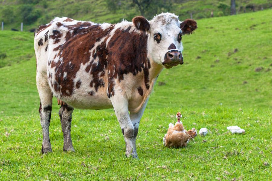 Vaca con Gallina en la Grama