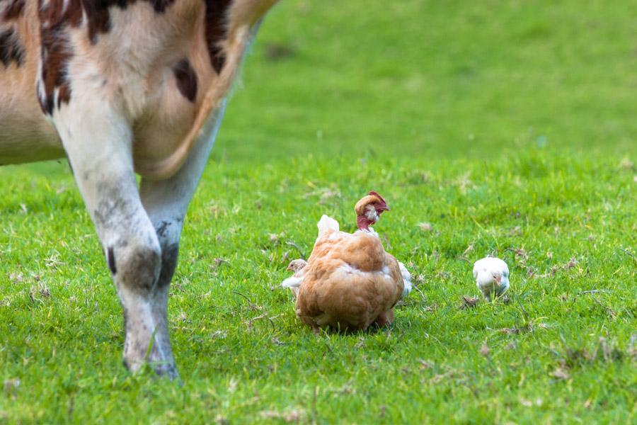 Gallina con Pollos, Sobre el Cesped