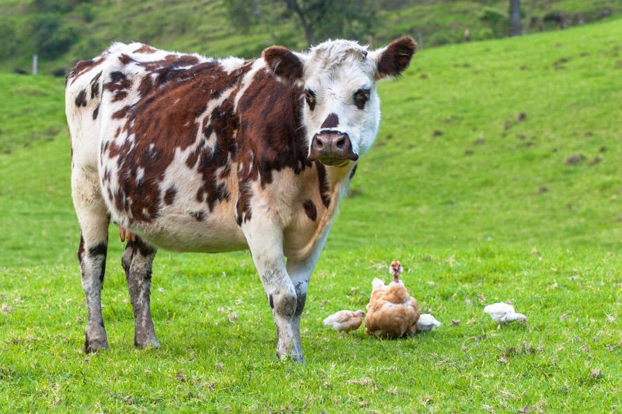 Vaca con Gallina en la Grama