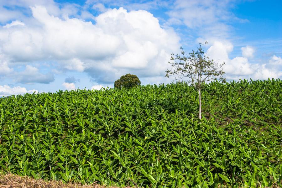 Cultivo de Platanos en Montenegro, QuIndio, Colomb...