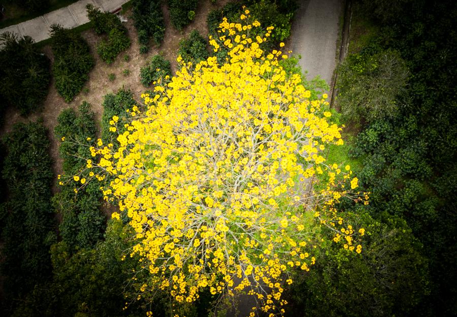 Guayacan Amarillo en el Parque Nacional del Cafe, ...