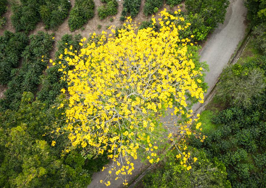 Guayacan Amarillo en el Parque Nacional del Cafe, ...