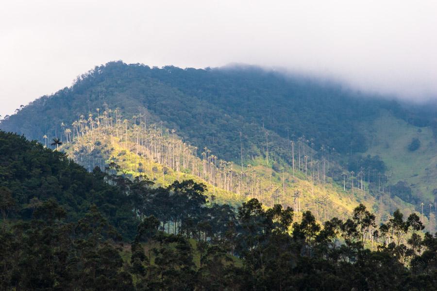 Paisaje en el Valle del Cocora, Salento, QuIndio, ...