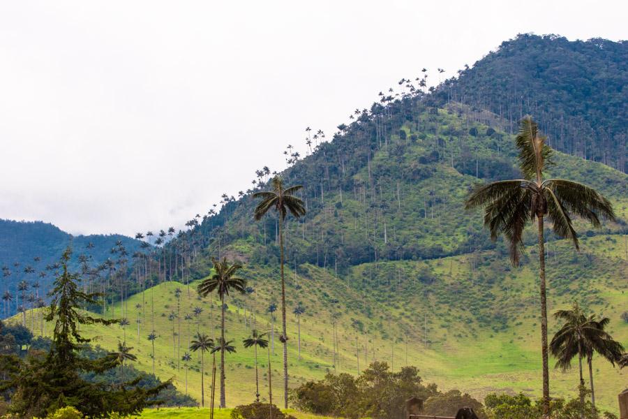 Paisaje en el Valle del Cocora, Salento, QuIndio, ...