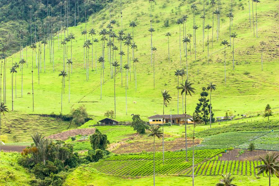 Casa en Medio del Valle del Cocora, Salento, QuInd...