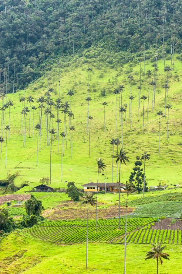 Casa en Medio del Valle del Cocora, Salento, QuInd...