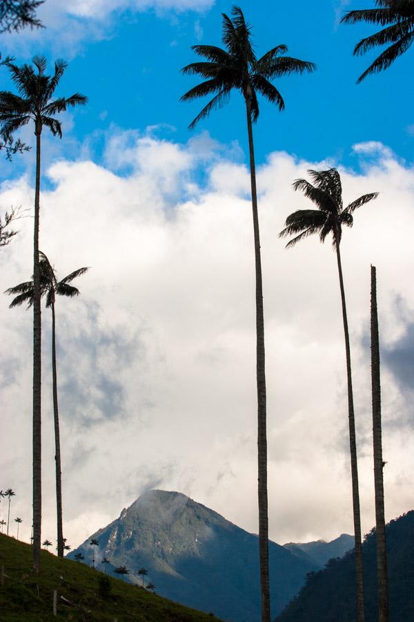 Palma de Cera, en el Valle del Cocora, Salento, Qu...