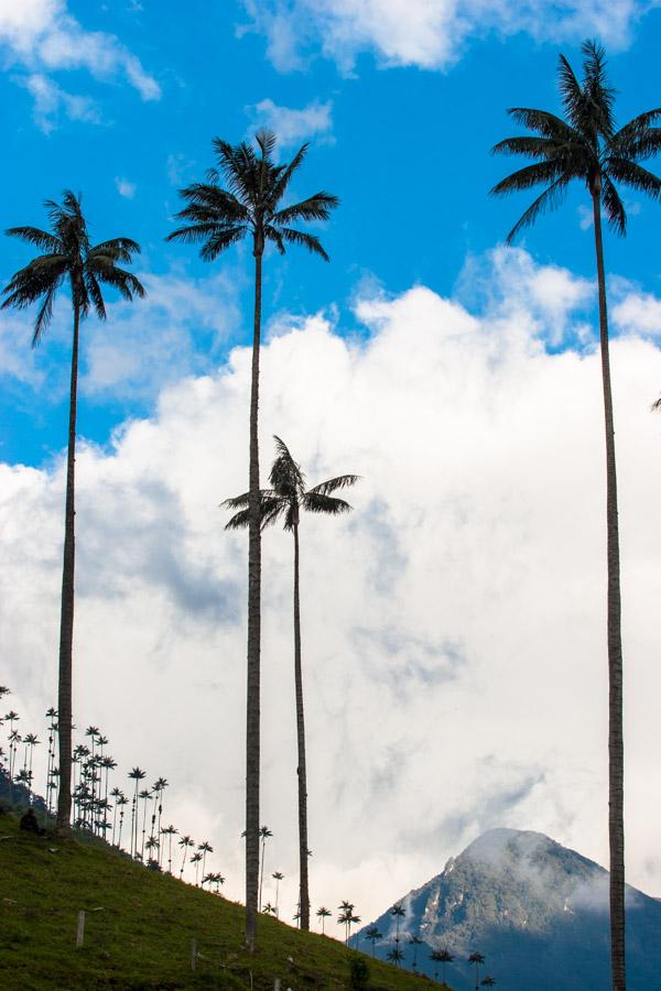 Palma de Cera, en el Valle del Cocora, Salento, Qu...