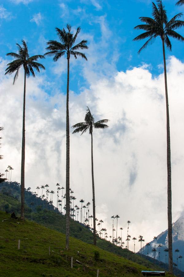 Palma de Cera, en el Valle del Cocora, Salento, Qu...