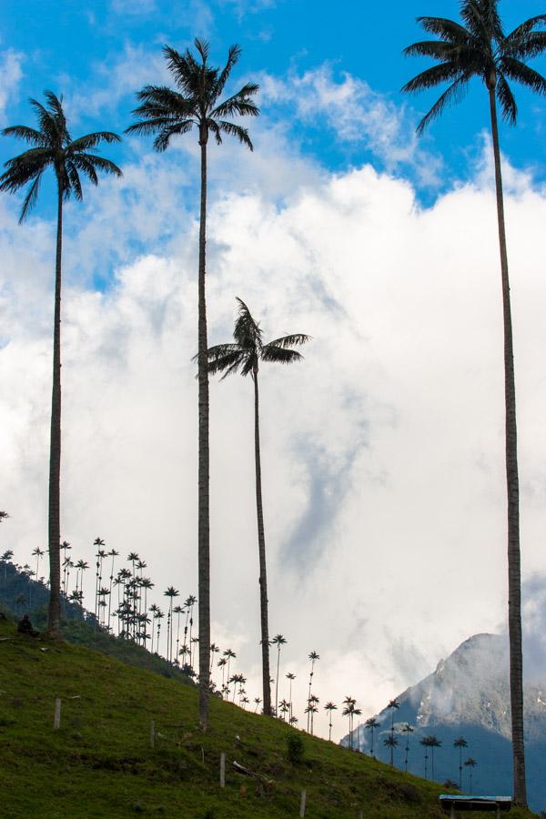 Palma de Cera, en el Valle del Cocora, Salento, Qu...