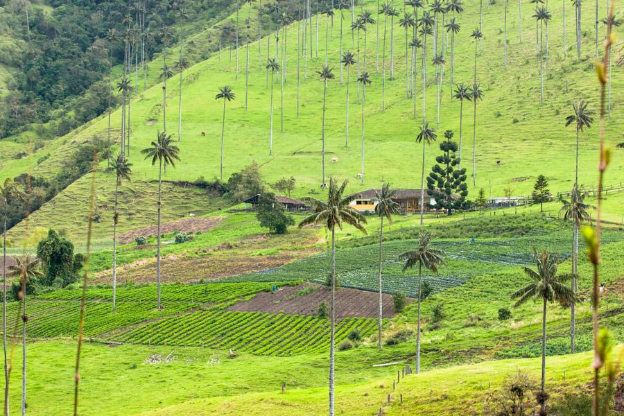 Casa en Medio del Valle del Cocora, Salento, QuInd...