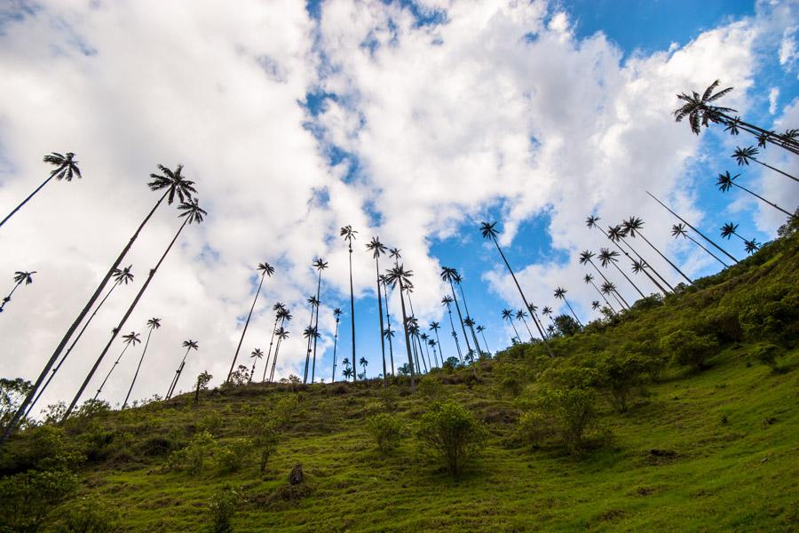 Palma de Cera, en el Valle del Cocora, Salento, Qu...