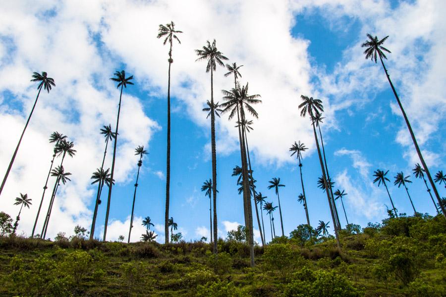 Palma de Cera, en el Valle del Cocora, Salento, Qu...