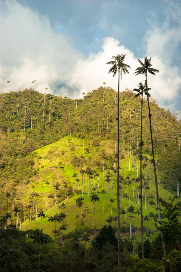 Paisaje en el Valle del Cocora, Salento, QuIndio, ...