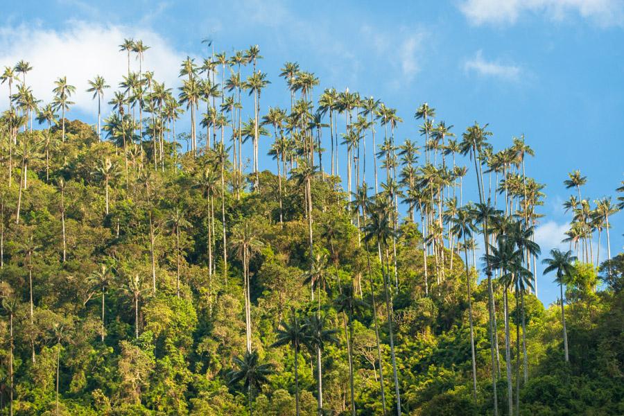 Palma de Cera, en el Valle del Cocora, Salento, Qu...