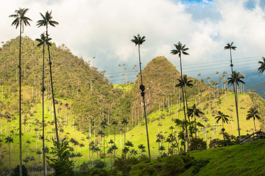 Paisaje en el Valle del Cocora, Salento, QuIndio, ...