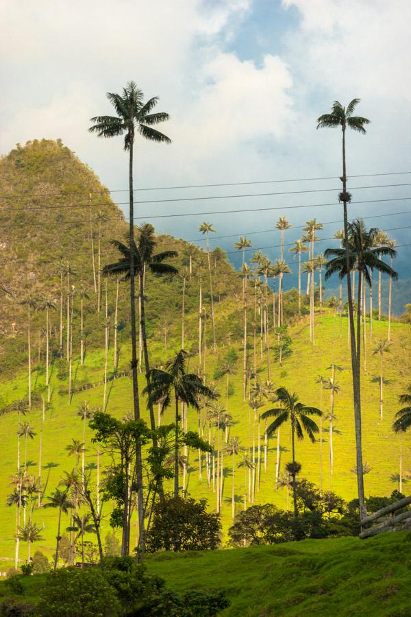 Paisaje en el Valle del Cocora, Salento, QuIndio, ...