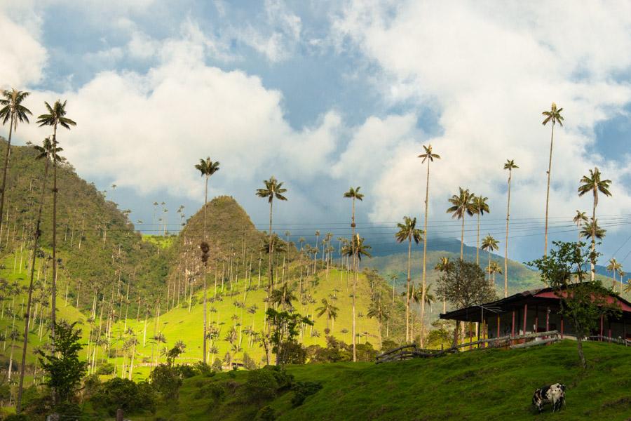 Paisaje en el Valle del Cocora, Salento, QuIndio, ...