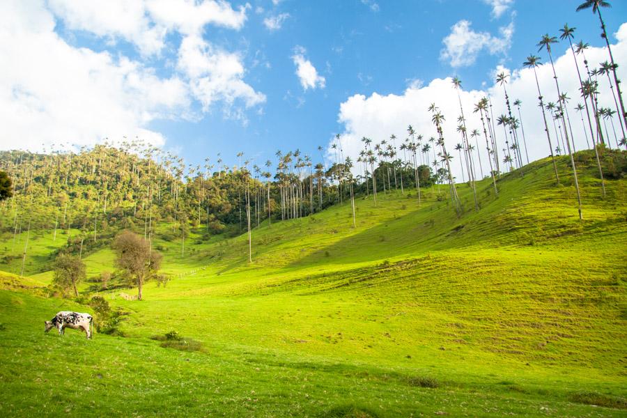 Palma de Cera, en el Valle del Cocora, Salento, Qu...