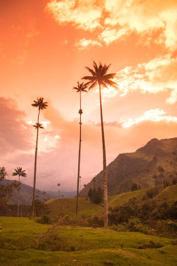 Atardecer en Valle del Cocora, Salento, QuIndio, C...