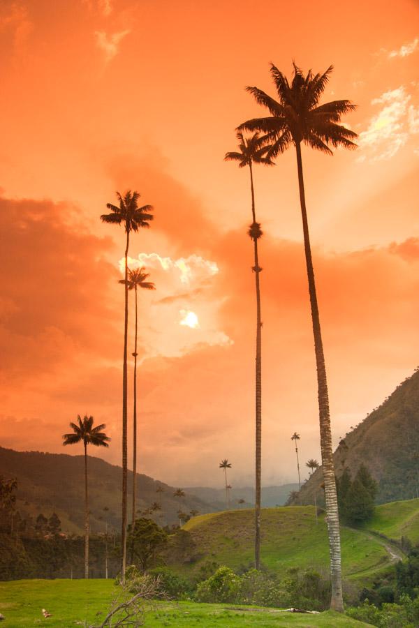 Atardecer en Valle del Cocora, Salento, QuIndio, C...