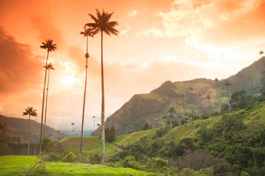 Atardecer en Valle del Cocora, Salento, QuIndio, C...