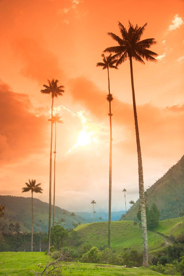 Atardecer en Valle del Cocora, Salento, QuIndio, C...