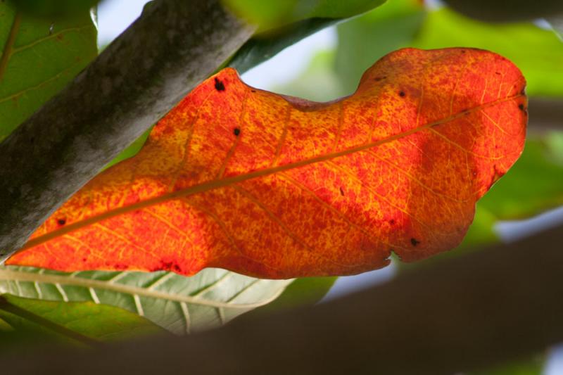 Detalle de una Hoja