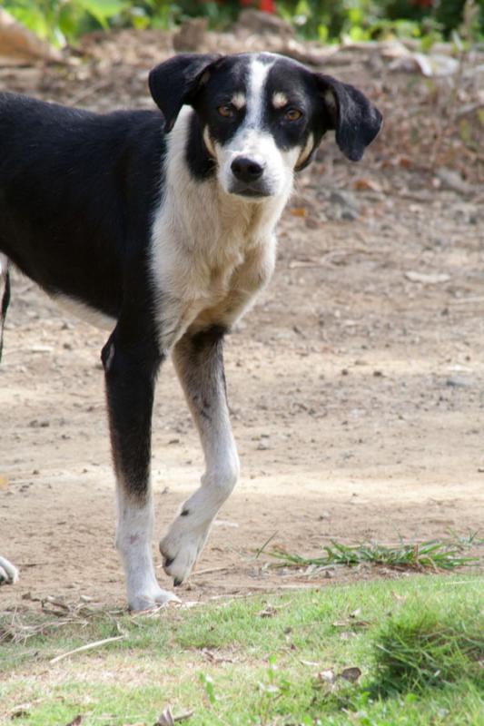 Primer Plano de un Perro