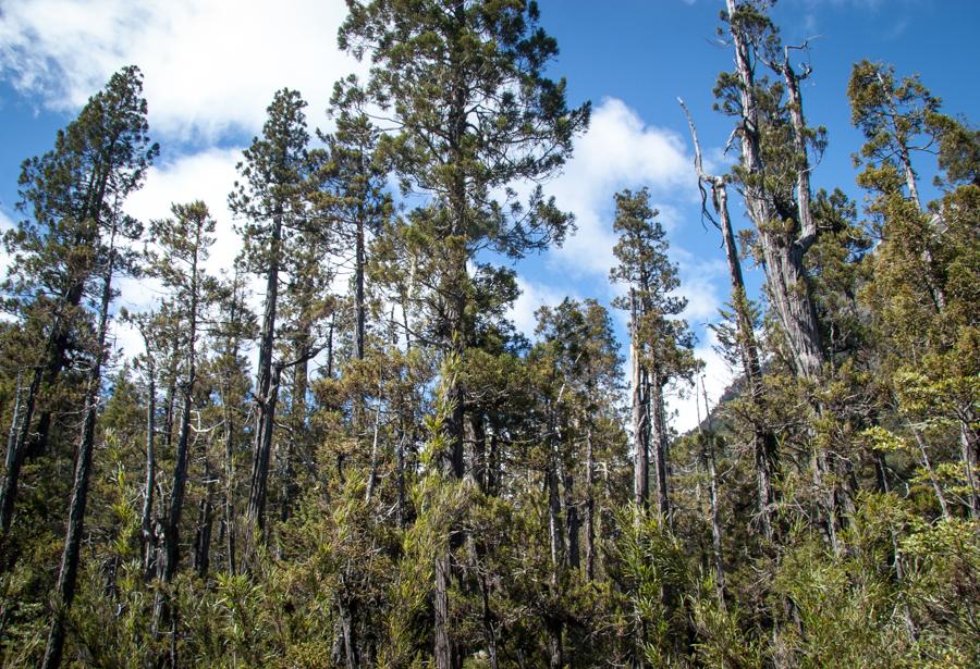 Arbol Alerce, Argentina, Sur America