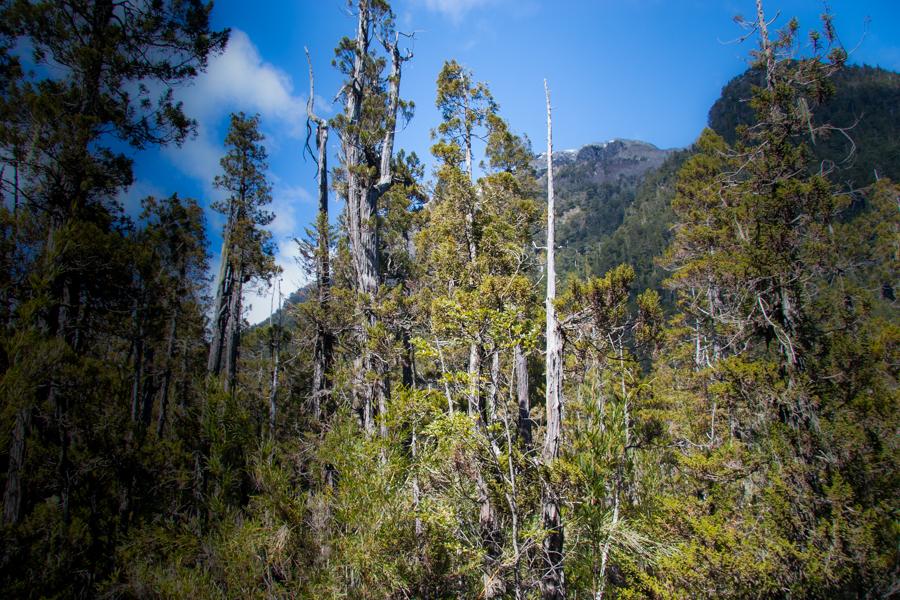 Arbol Alerce, Argentina, Sur America