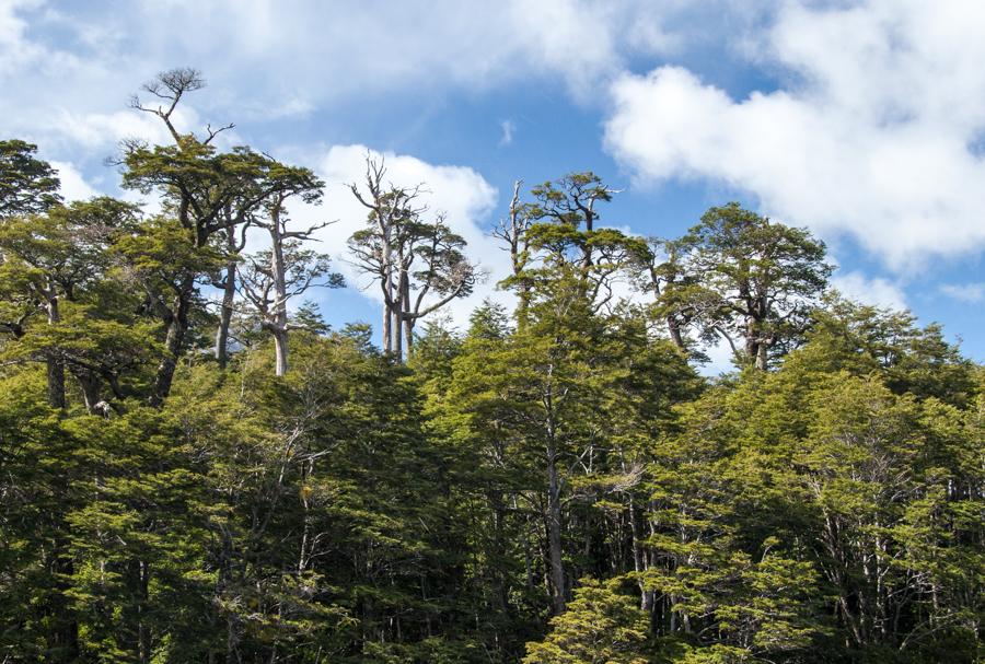 Arbol Alerce, Provincia de Rio Negro, Argentina, S...