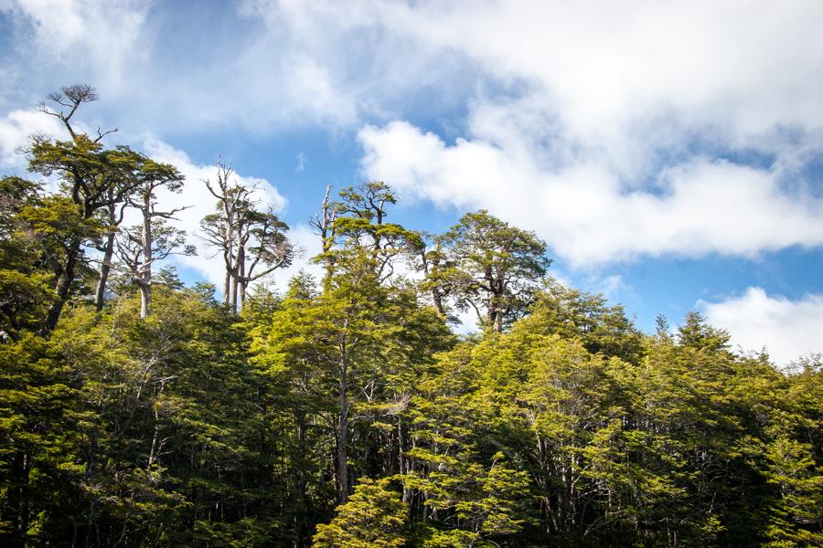 Arbol Alerce, Provincia de Rio Negro, Argentina, S...