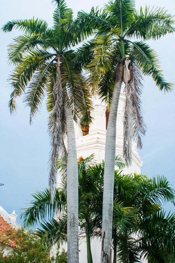 Palmeras, Santa Cruz de Mompox, Bolivar, Colombia,...