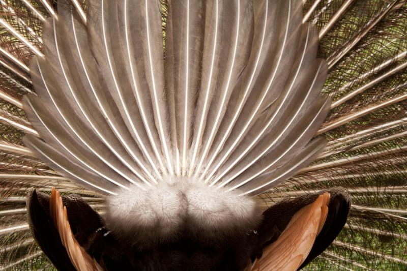 Cortejo de un Pavo Real