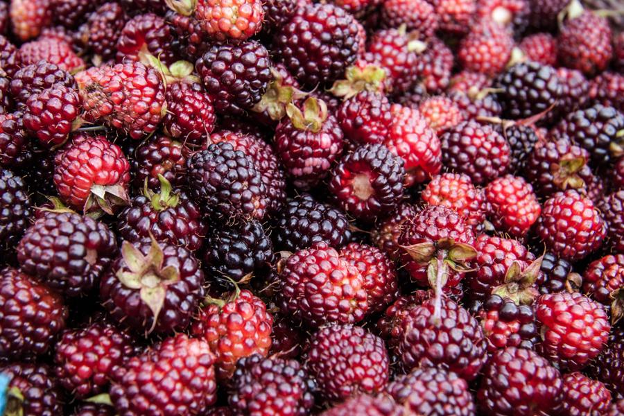 Moras