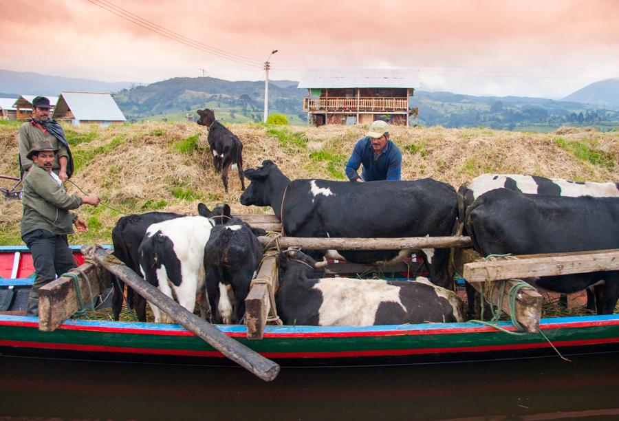 Campesinos arriando ganado a Orillas de la Laguna ...