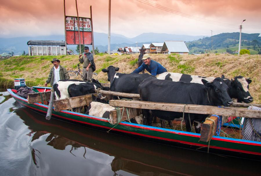 Campesinos arriando ganado a Orillas de la Laguna ...