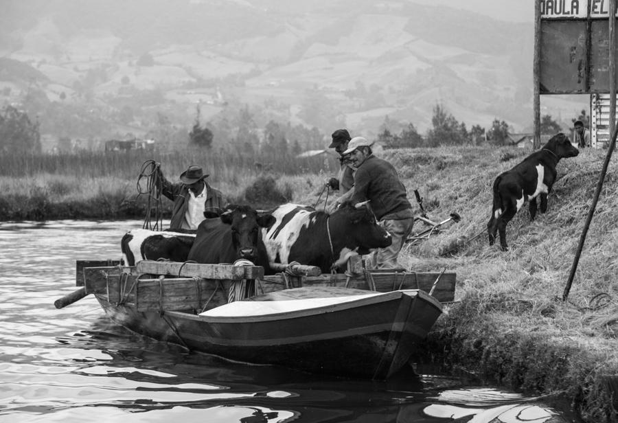 Campesinos Arriando ganado a Orillas de la Laguna ...