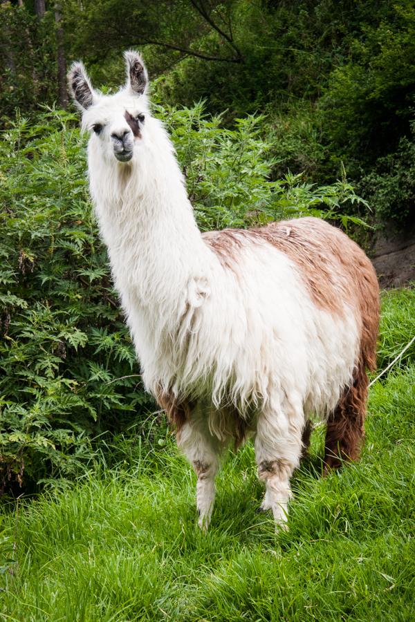 Llama