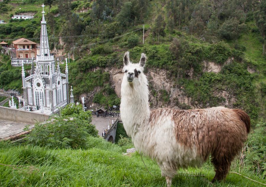 Llama y Santuario Las Lajas al fondo en Ipiales, S...